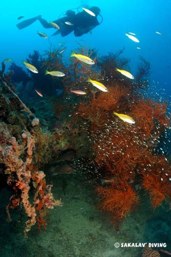 banc corail noir Nosy Be